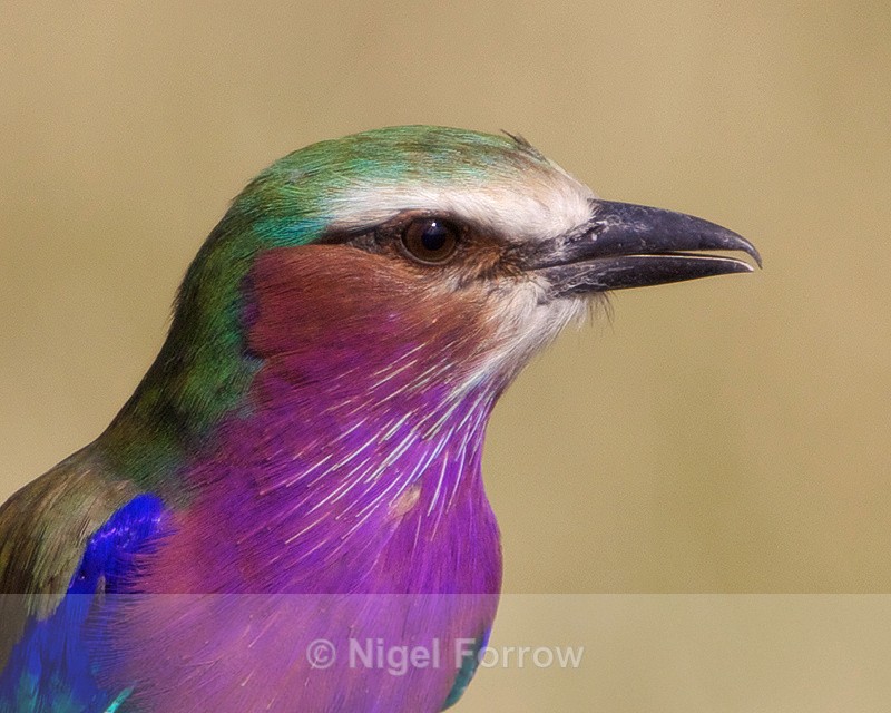 Lilac-breasted Roller close-up - Lilac-breasted Roller