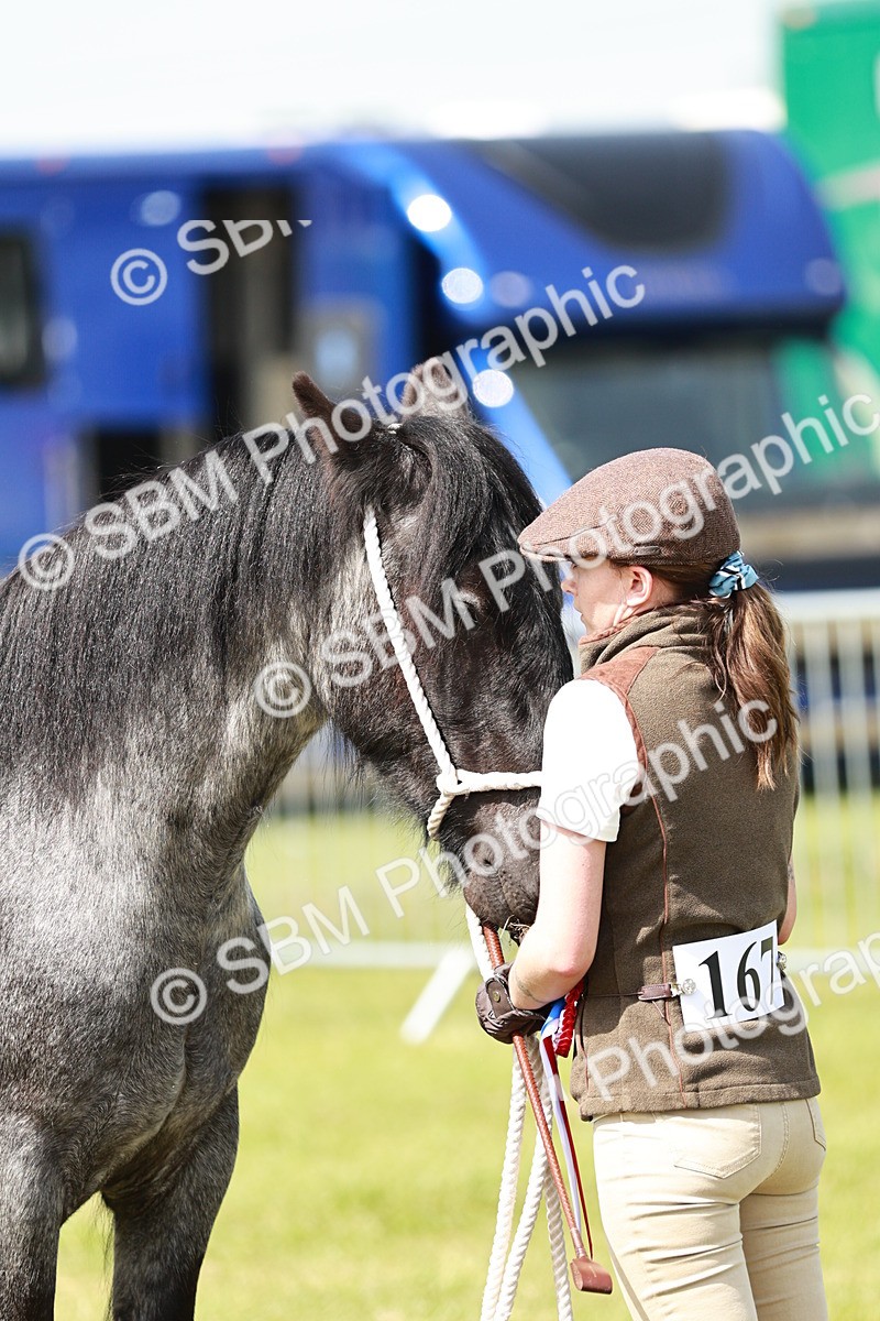 SBM_02530 - Class 14-23 - Mountain & Moorland In Hand Non Welsh