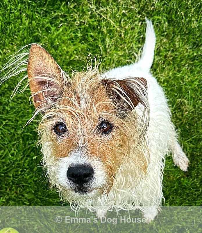  - Pawtraits