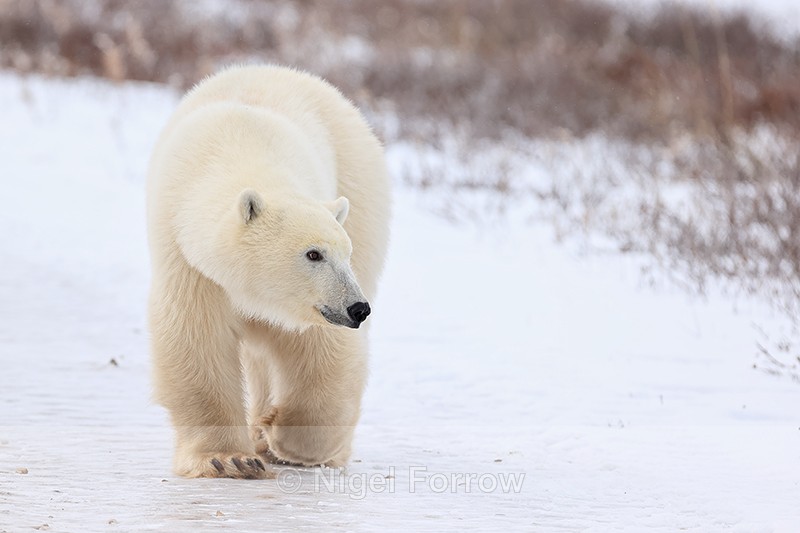 Polar Bear walking along track, Churchill, Canada - Polar Bear