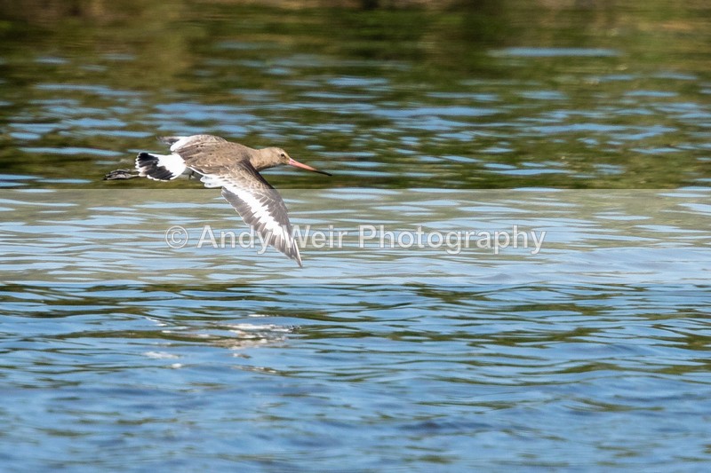 20160817-8E0A7750 - Other Waders