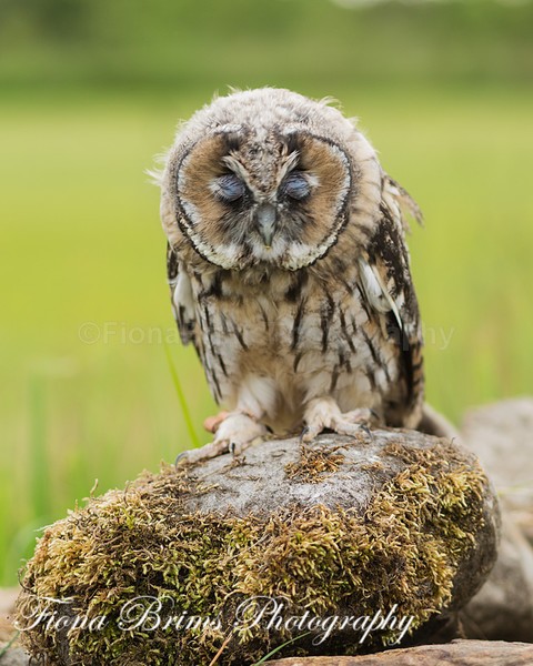 Wow June PD-40 - Birds of Prey