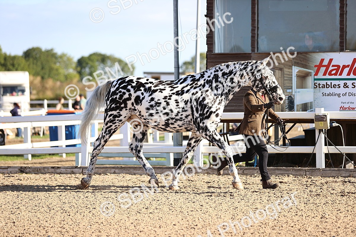 SBM_08340 - Class 401 - IH Veteran Horse