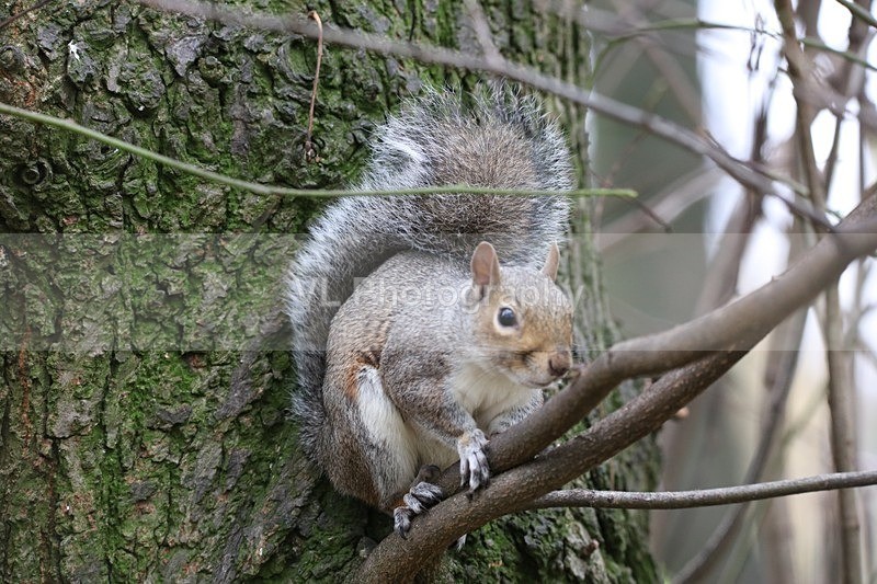 Squirrel - Animals and Birds