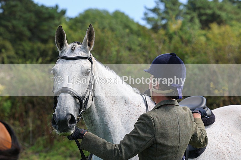 3E7A8731 - Class 5: Working Show Horse