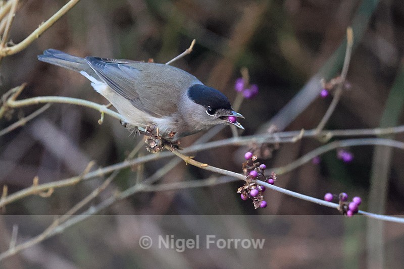 Blackcap (male) eating purple Callicarpa berry, Oxfordshire - Eurasian Blackcap