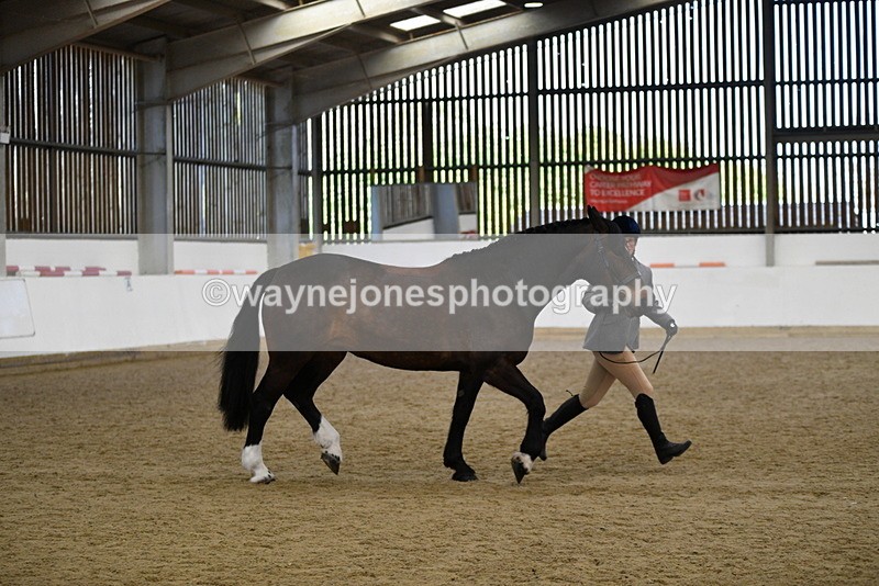 WJ5_5664 - Morning in hand Championship