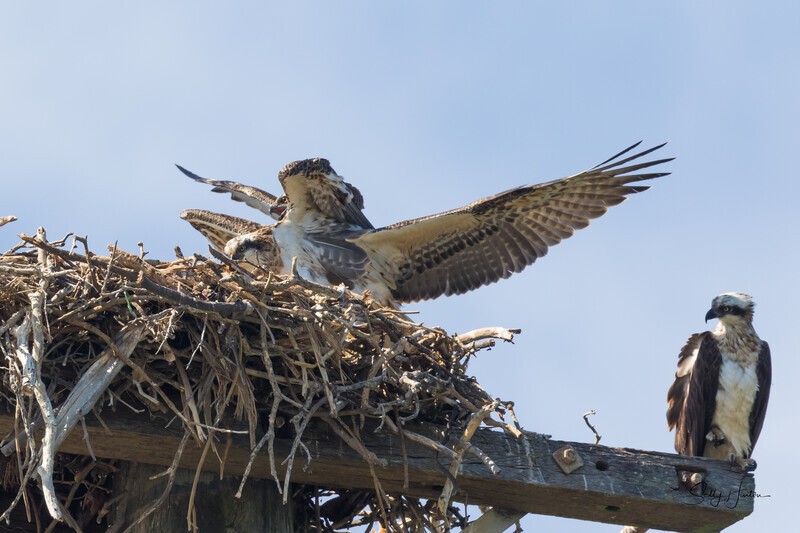 0A3A4821 Sibling fights 1 - Osprey