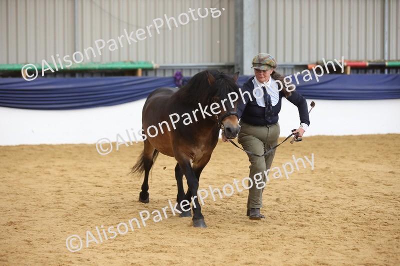 20260913-1757 - Class 117 - Stallion 4years and over