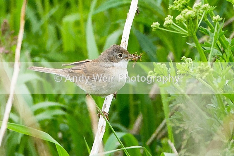 20120605-_MG_0236 - Whitethroat