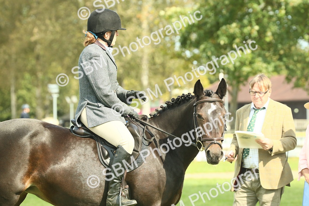 SBM_66642 - S34 - Rehabilitated Rescue Horse & Pony In Hand & Ridden