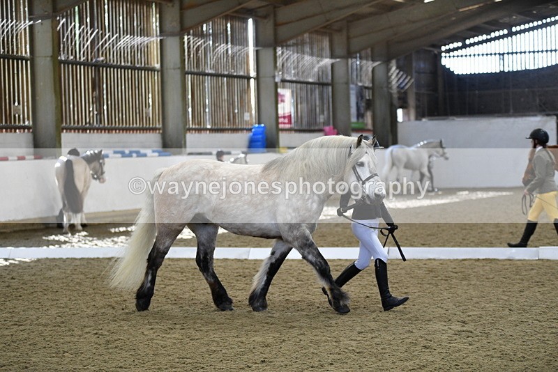 WJ5_4339 - Class 6 In hand M&M - Large Breeds