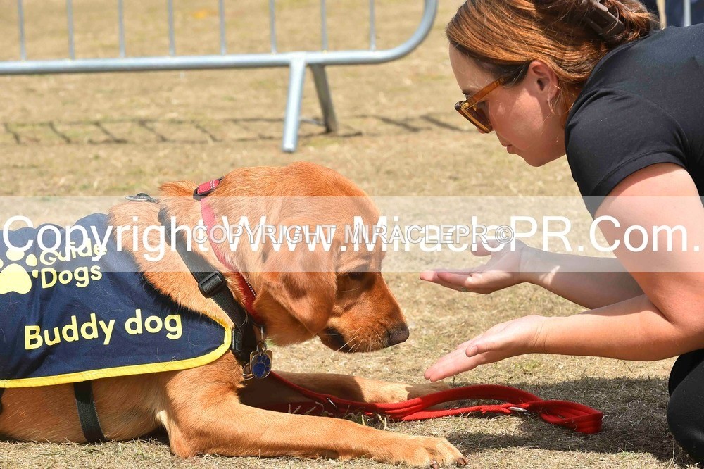 SH4_0247 - Dog show.