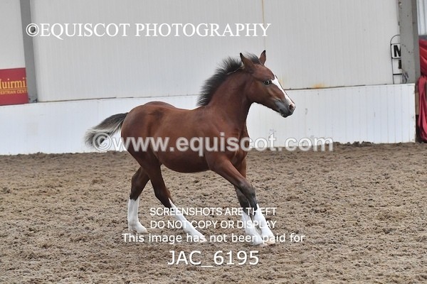 JAC_6195 - 17 Avonmore Little Maeda