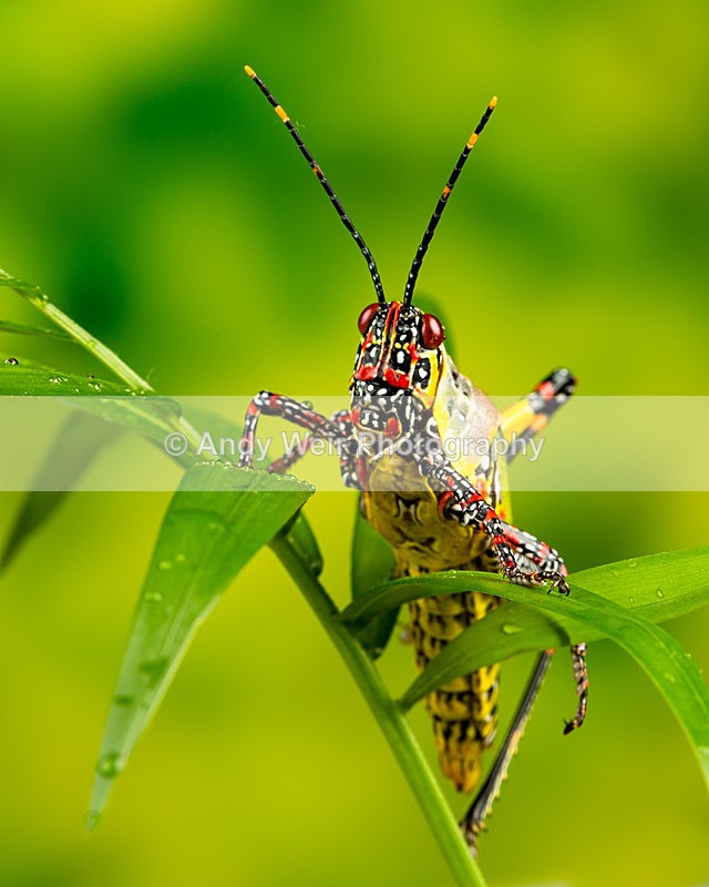 20140325-3K8A9432 - Insects