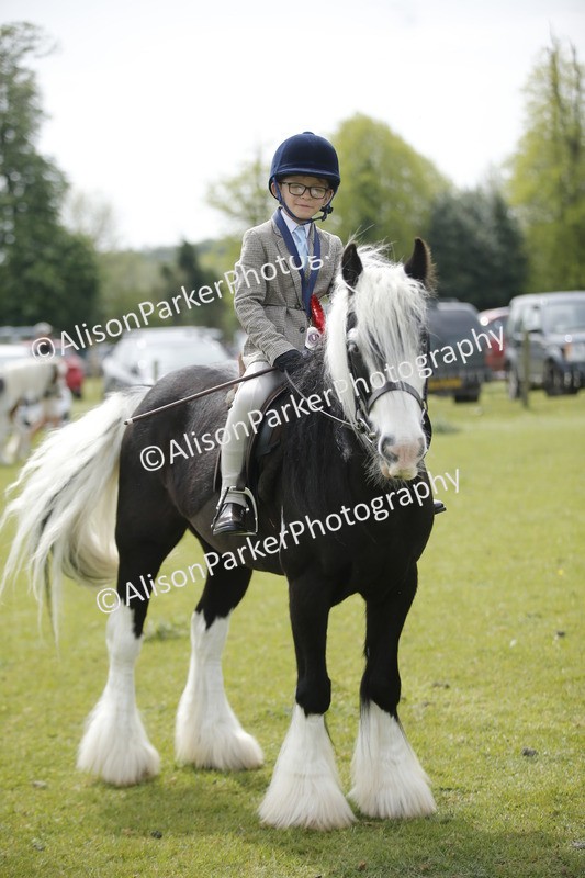 20260426-2153 - Class 9 - Handsomest Gelding