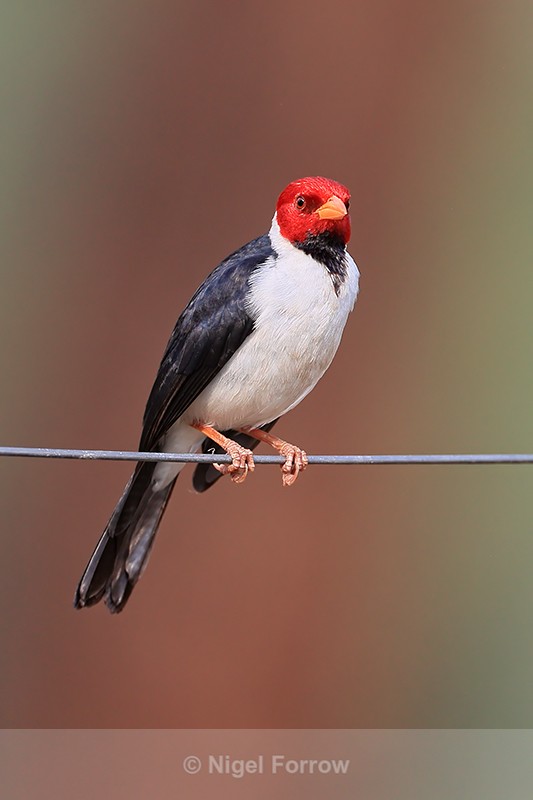 Yellow-billed Cardinal, Pantanal, Brazil - Yellow-billed Cardinal