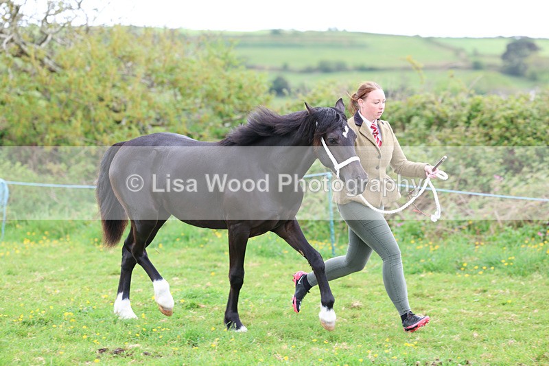 3E7A0800 - In Hand Championship