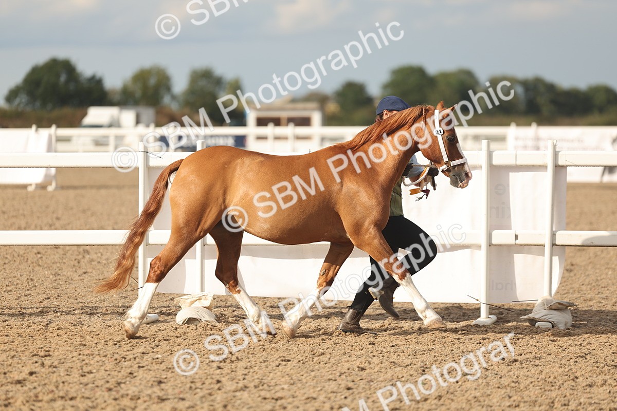 SBM_08610 - Class 29 - IH Veteran Pony