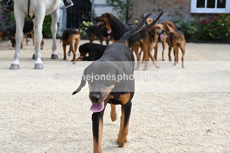 WJ6_3898 - Berks & Bucks - The Old farmhouse - Hound Exercise 20-08-25