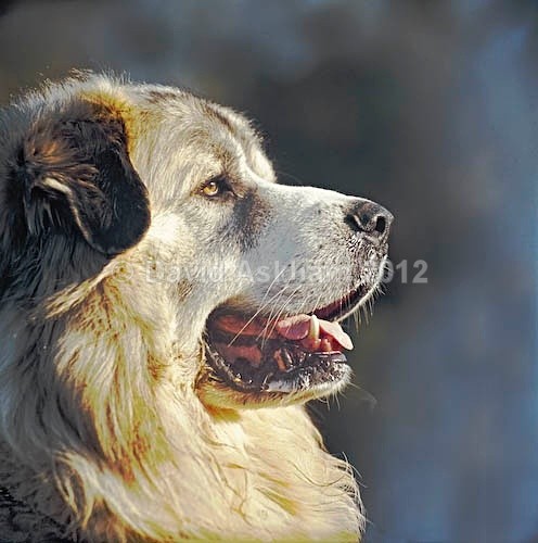 Pyrenean Mountain dog - Pets