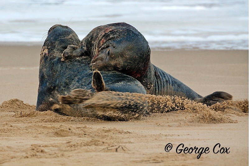 Grey Seals Fighting