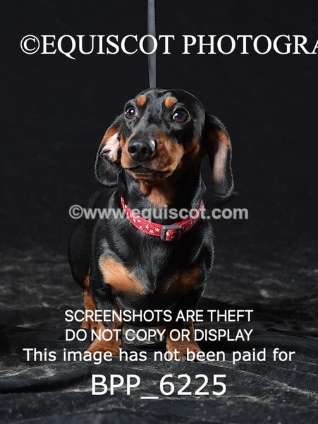 BPP_6225 - LESLEY GRANGER DOGS