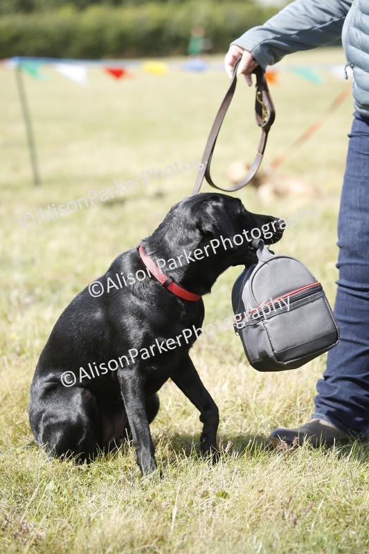 20250831-3686 - Dog Show