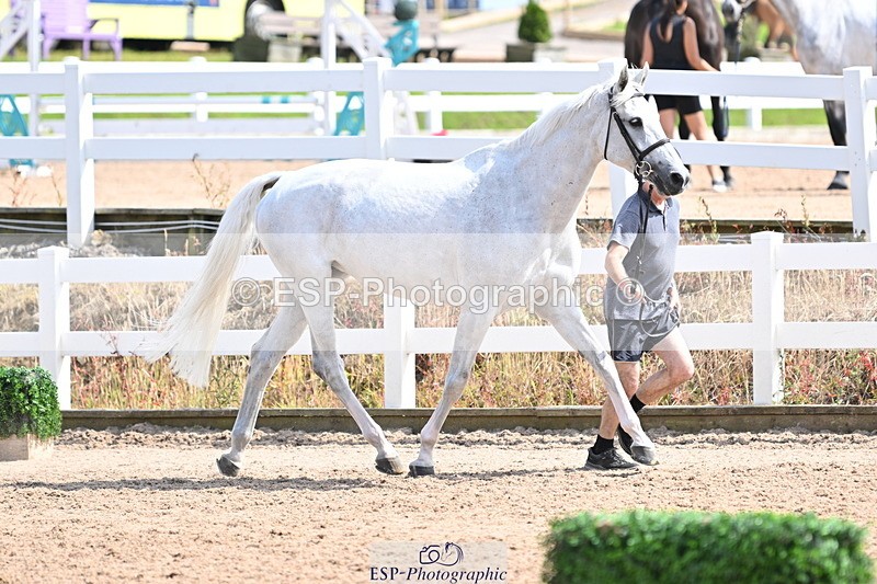 240717A-155023-03089 - Trot Up 3pm to 4pm