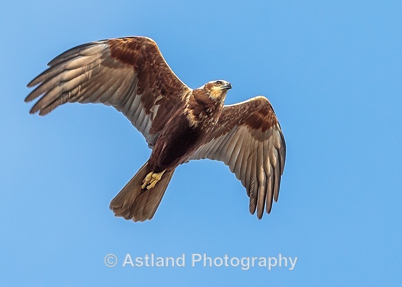 Astland Photography, Bird and Wildlife Images, Susan and Peter Wilson, U.K.