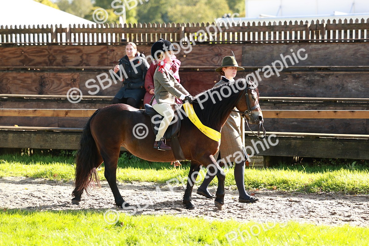 SBM_42095 - S32 - Mountain & Moorland Working Hunter Pony