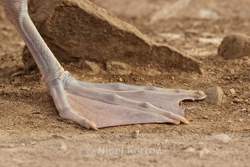 Black-browed Albatross foot, Falklands - Black-browed Albatross