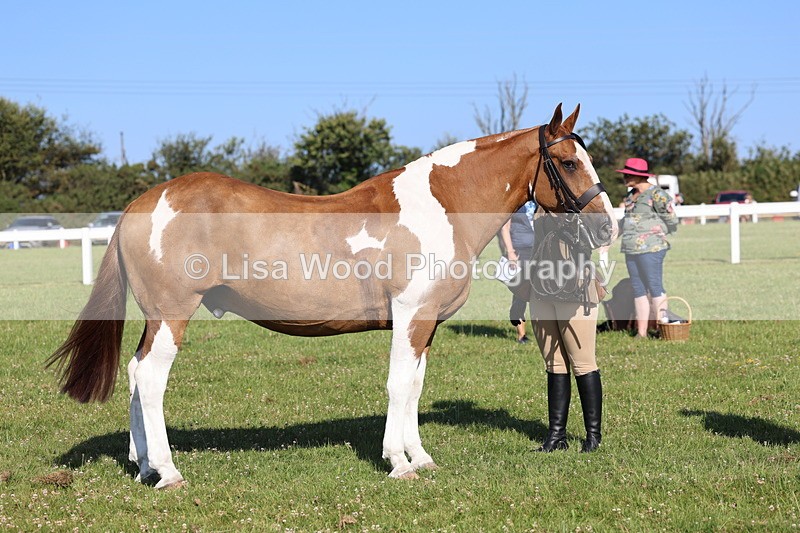 IMG_1447 - Class 29:  Ridden Native/Trad Coloured Horse
