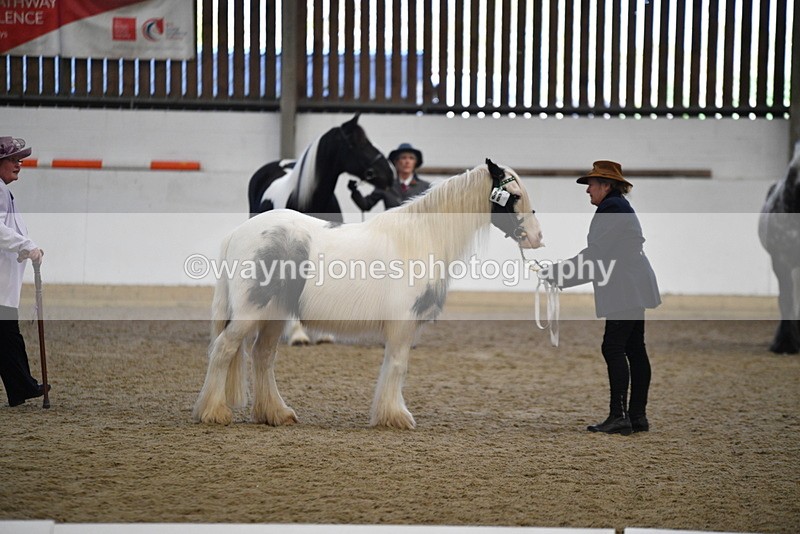 WJ5_5430 - Class 8 In hand cob