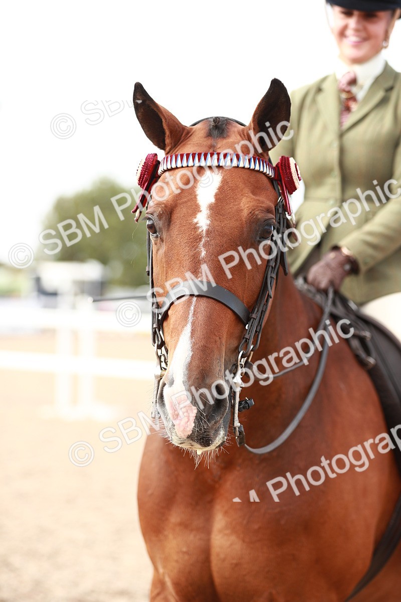 SBM_17551 - Class 215 Ridden Hack/ Riding Horse