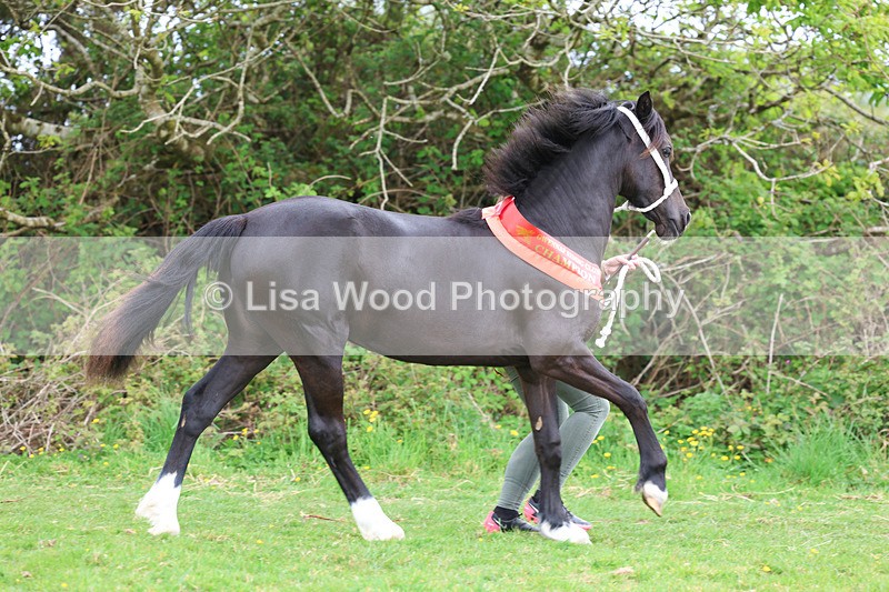 3E7A0940 - In Hand Championship