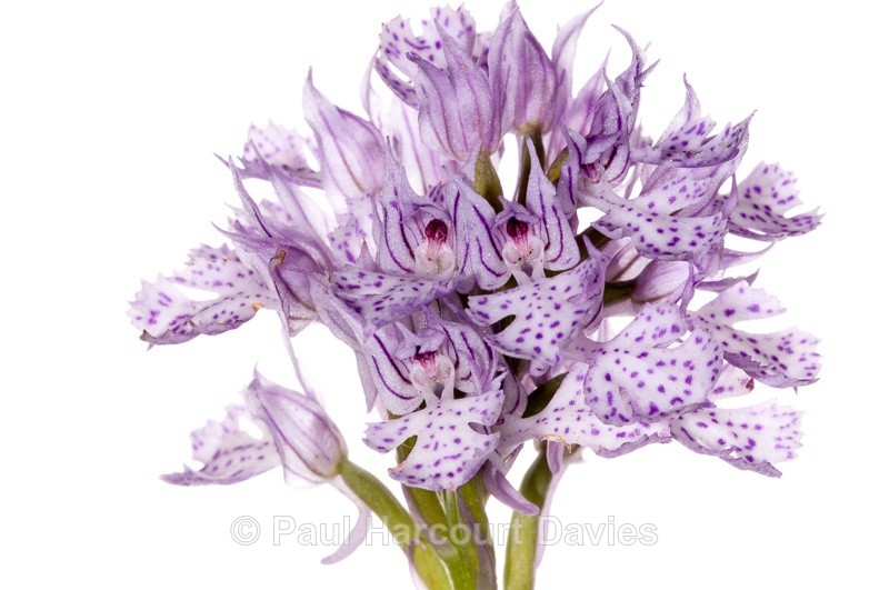  - WB: Orchids - Orchis