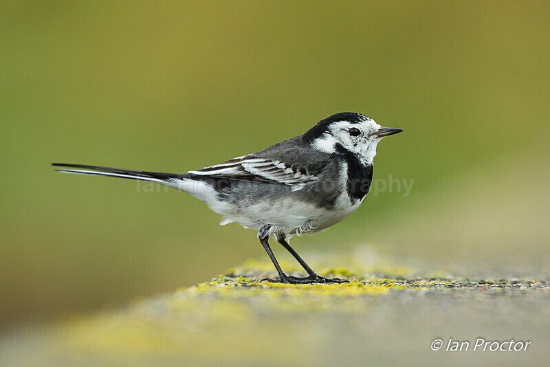Pied Wagtail (Motacilla alba) on a low wall - Nature