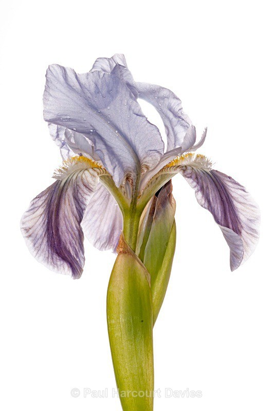 Twin-flowered Iris (Iris bicapitata) - Plants - WB