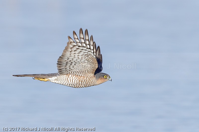 Sparrowhawk (Accipiter nisus) - Sparrowhawk (Accipiter nisus)