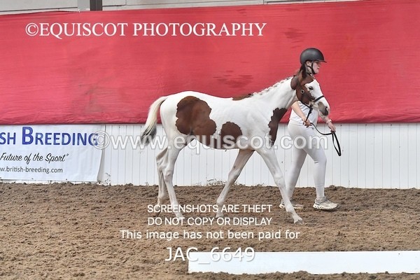 JAC_6649 - 15 Ziggy of Westoak