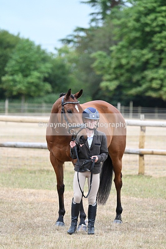 WJ7_9904 - Class 5a Most Handsome Gelding (above 14.2hh)