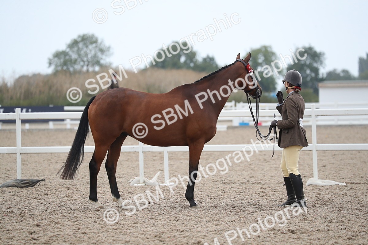 SBM_17876 - Class 317 IH Pure bred Horse/Pony