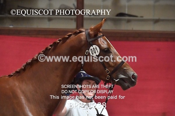 BPP_1238 - MORNING 9AM - 12PM