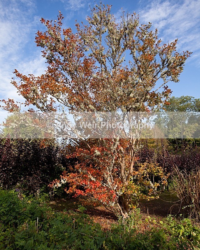 20110930-_MG_6610 - Plants & Flowers