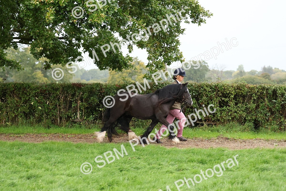 SBM_35275 - S10 - Best In Hand Horse & Pony