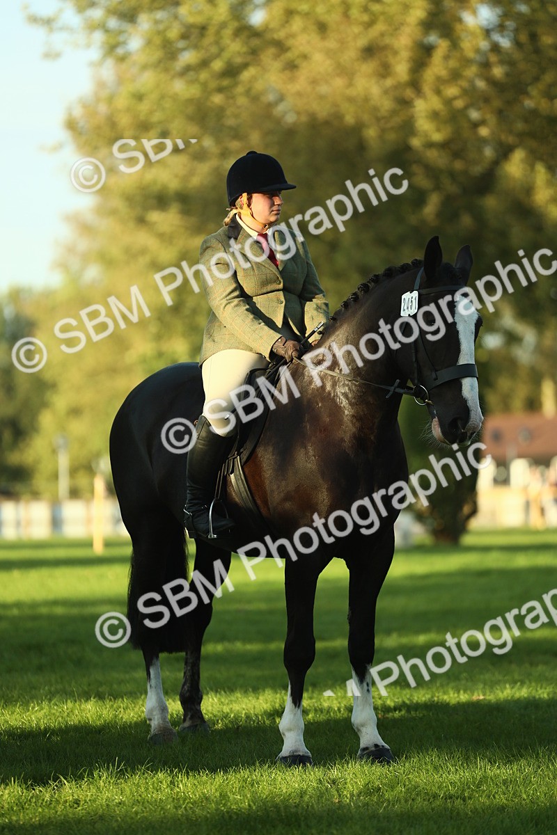 SBM_55558 - S14 - Riding Club Horse
