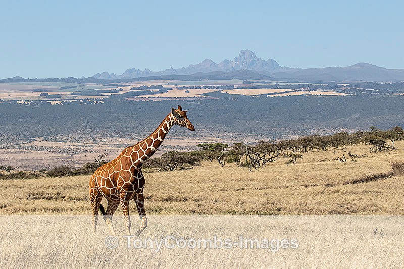 Reticulated Giraffe with Mt Kenya beyond - Lewa ~ Other Mammals