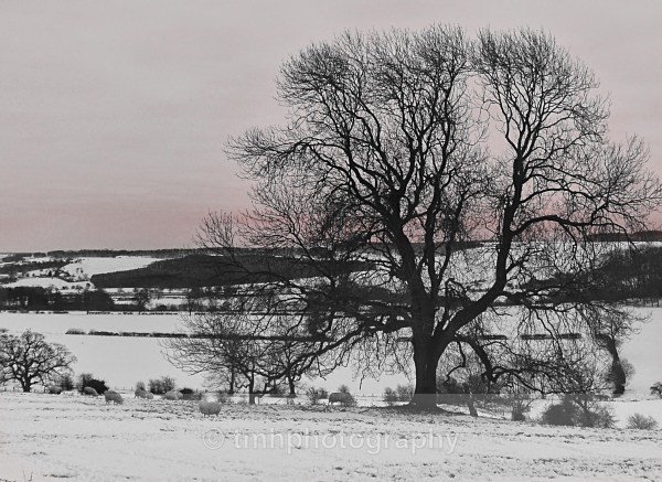 Sunrise on the Wolds. - Yorkshire Countryside
