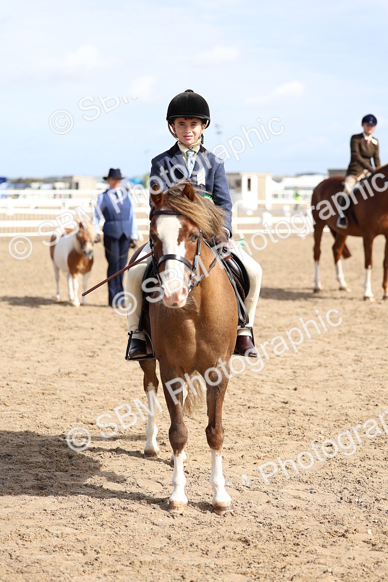SBM_01932 - Class 18 - Handsomest Gelding - IH or Ridden